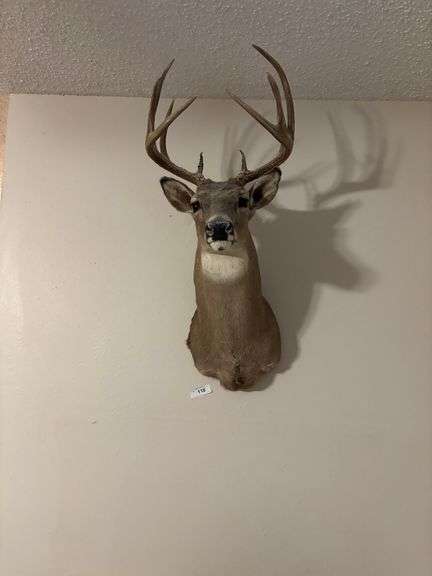 Deer head
