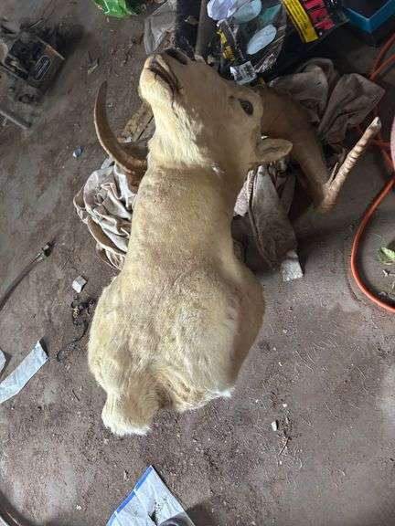Deer head