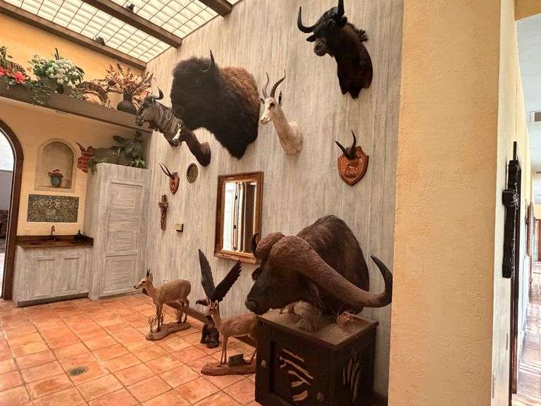 Exotic Mounts and Hides
