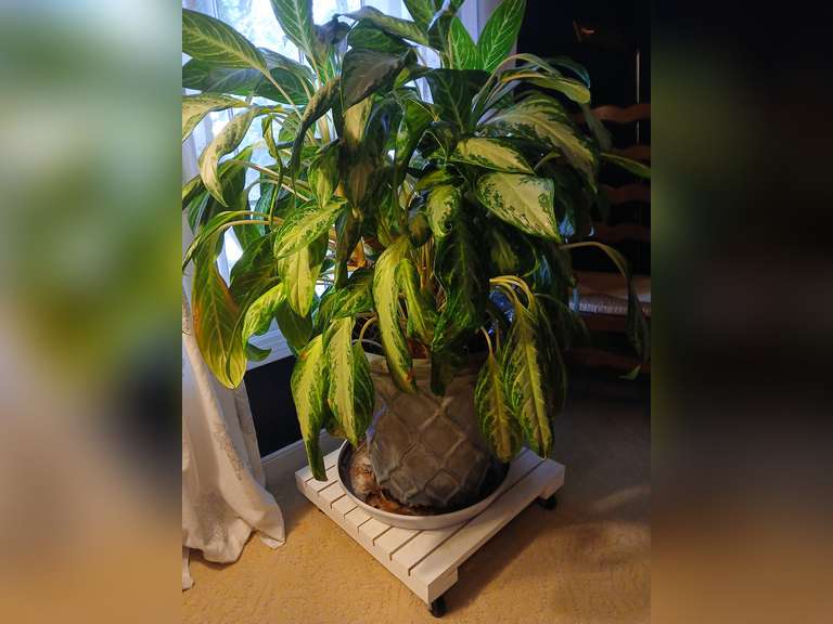 Large 18" Chinese evergreen "aglaonema" live plant in glazed ceramic pot. On portable cart