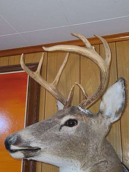8 Point Deer Mount