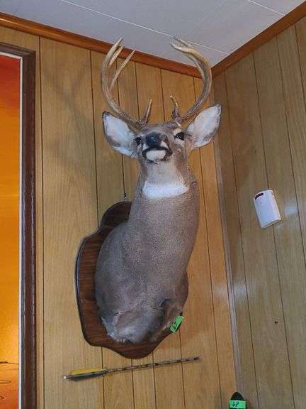 8 Point Deer Mount