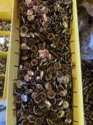 2 Metal Boxes of Assorted Metal Snaps for "MG"