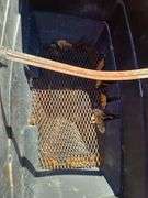 Agri-Fab Pull Behind Spreader