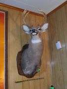 8 Point Deer Mount