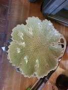 Assorted Plates