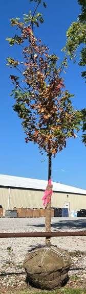 Autumn Blaze Maple 2in caliper