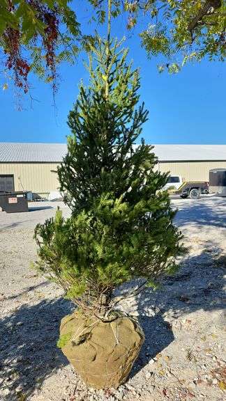 Norway Spruce 7/8'