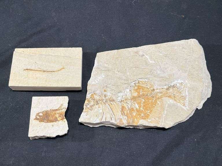 (3) Fish Fossils in Stone