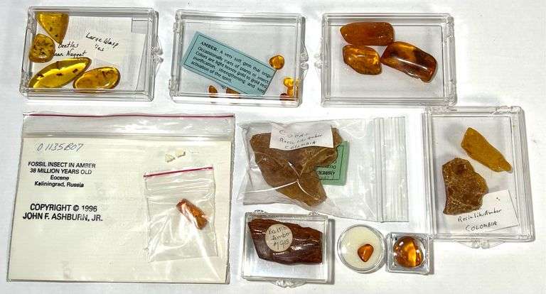 Fossil Insects in Amber, Amber, Copal