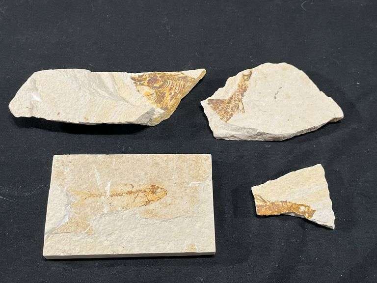 Fish Fossils on Stone