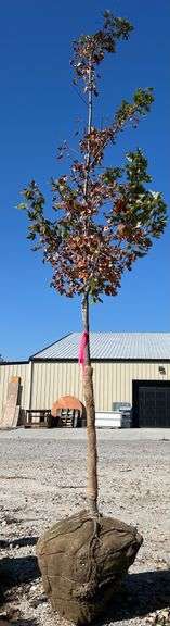 Autumn Blaze Maple 2in caliper