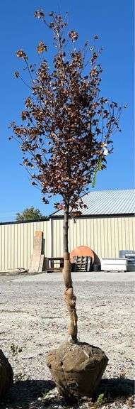 Autumn Blaze Maple 2in caliper