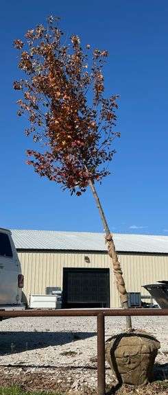 Red Sunset Maple 2in caliper