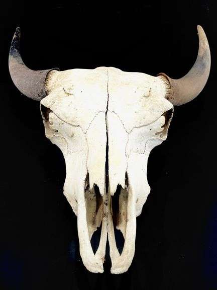North American Bison/Bovine Skull