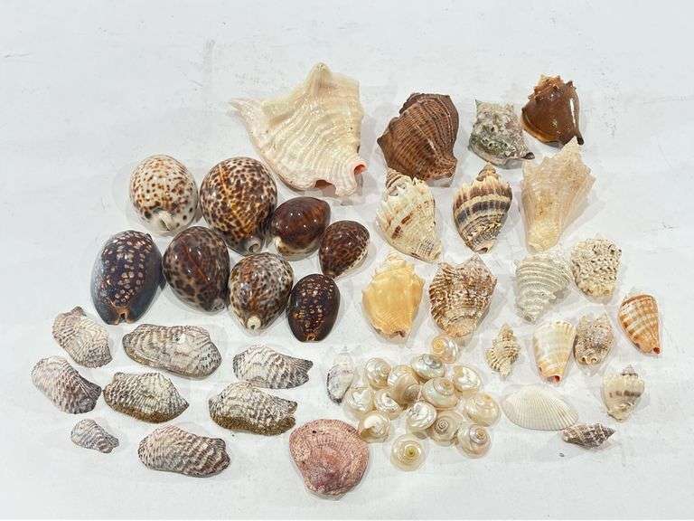 8 More R&d Shells Collection of Sea Shells: Tiger Shells, Conch & More - Black And Gold ...