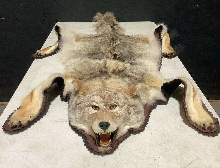 Coyote Pelt