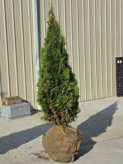 North Pole Arborvitae