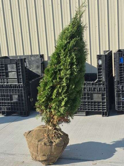 North Pole Arborvitae