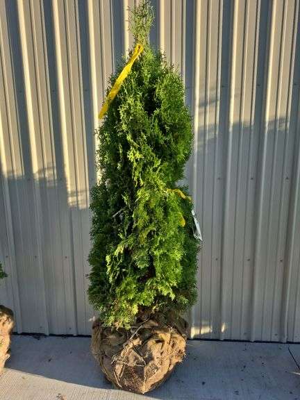 North Pole Arborvitae