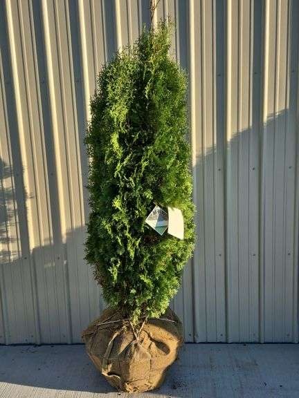 North Pole Arborvitae