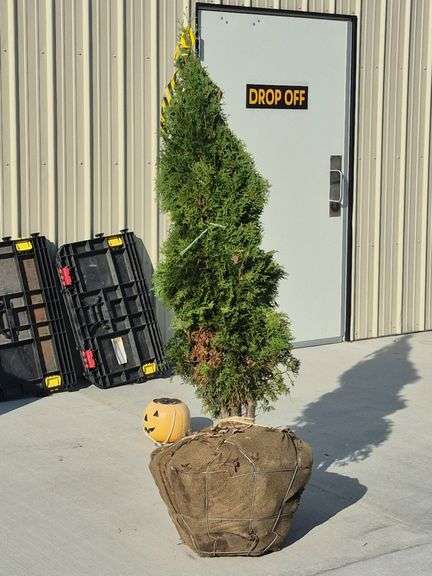 North Pole Arborvitae