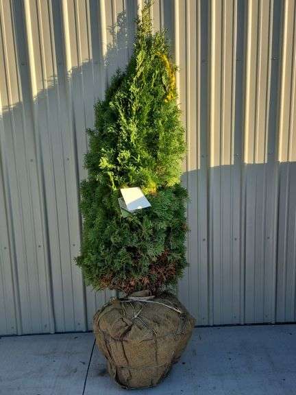 North Pole Arborvitae