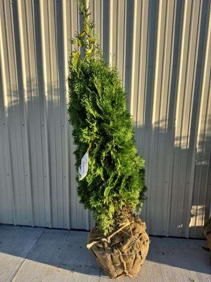 North Pole Arborvitae