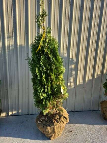 North Pole Arborvitae