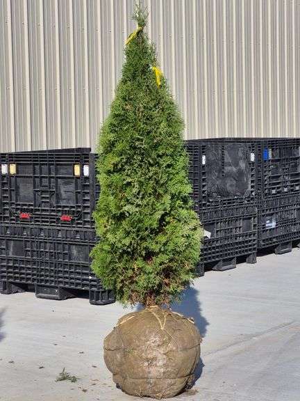 North Pole Arborvitae