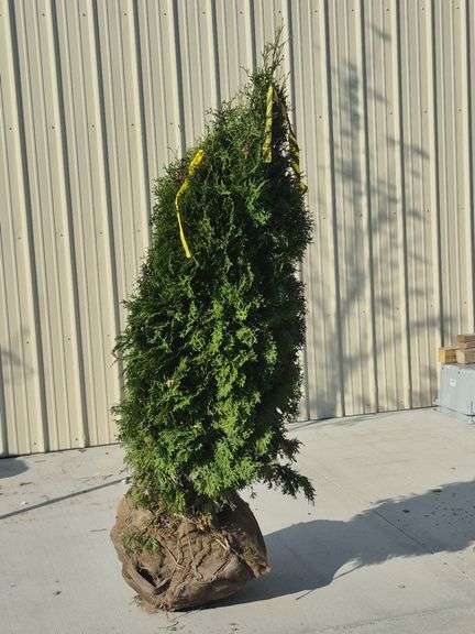 North Pole Arborvitae