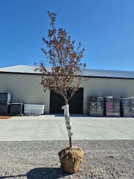 Showtime Crab Tree