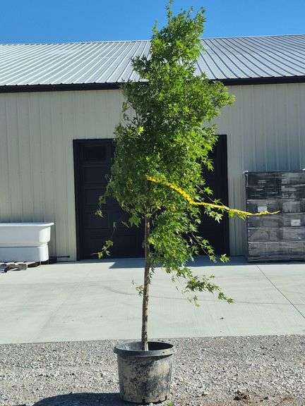 Shkektaty Japanese Maple