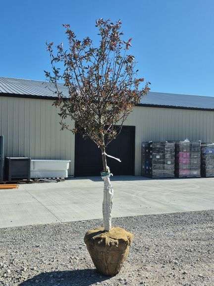 Showtime Crab Tree