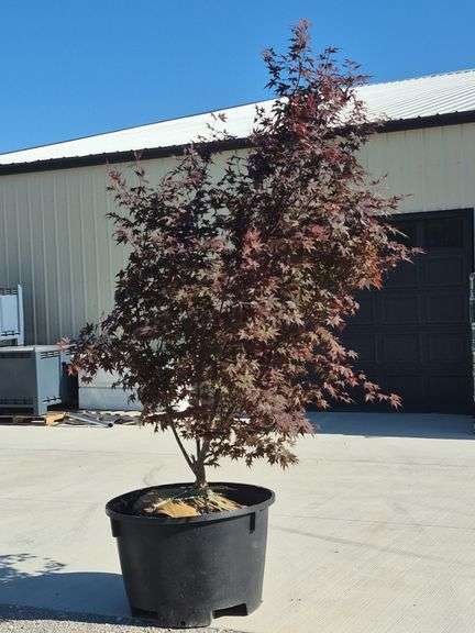 Blood Good Japanese Maple