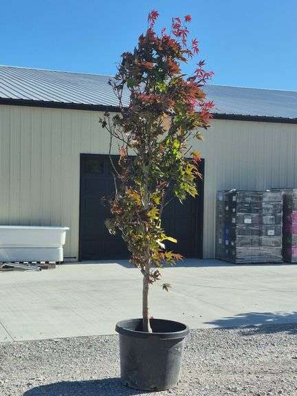 Blood Good Japanese Maple