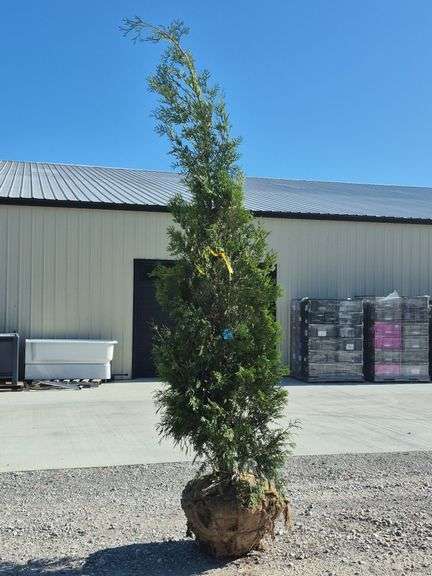 American Pillar Arborvitae