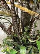 (4) Faux Potted Plants w/ Turkey Feathers