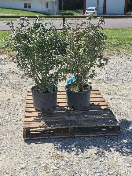 (2) Burning Bush