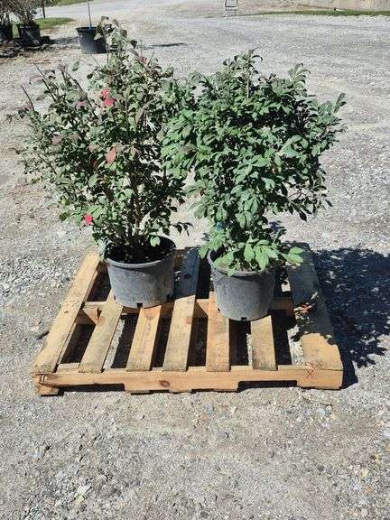 (2) Burning Bush