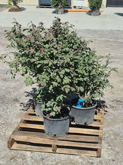 (2) Burning Bush