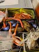 Ozark Trail Utility Tray of Fishing Lures