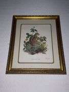 Animal framed prints