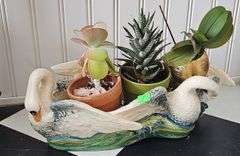 Ceramic swan planter & 3 plants