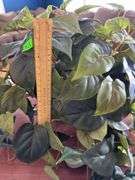 Hanging Artifical Plant