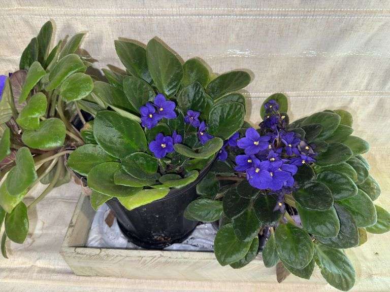 African Violets - live plants