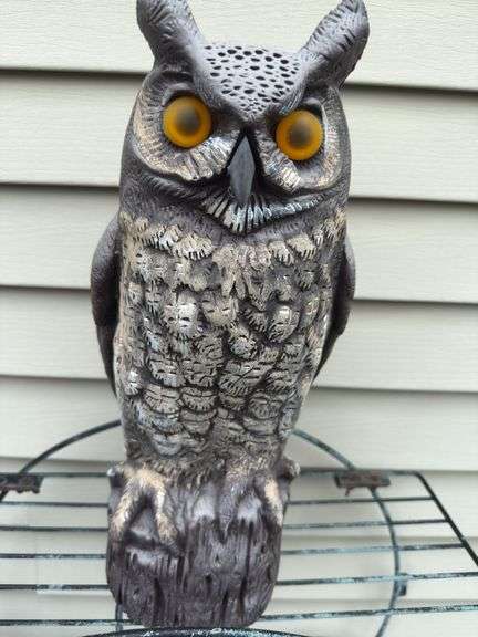 Owl