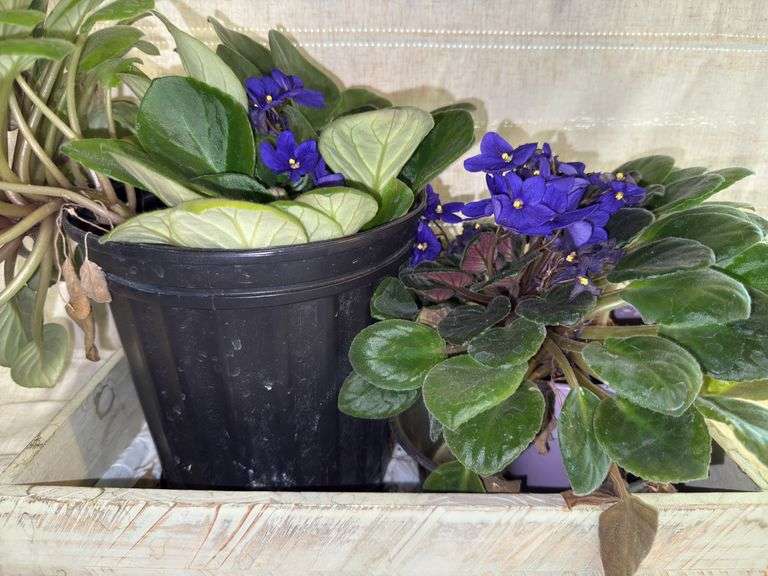 African Violets - live plants