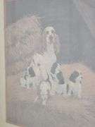 Wooden Framed Picture - Spaniel Dog