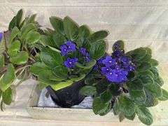 African Violets - live plants